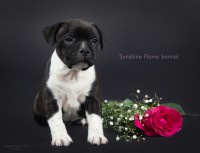 /album/shhenki/amadej-jpg/